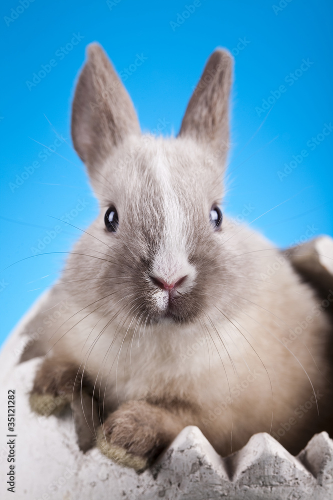 Fototapeta premium Little bunny, Easter