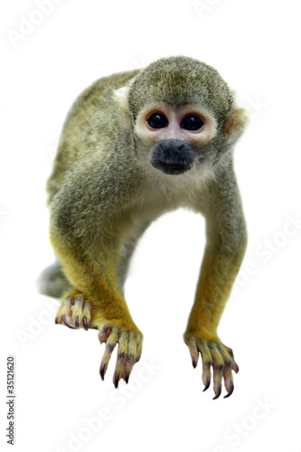 Photography Squirrel monkey on the white background