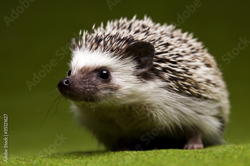 Autumnal animal, Hedgehog