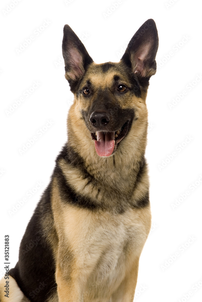 The East-european dog on the white background