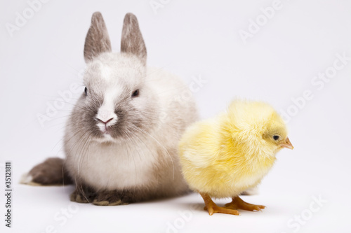 Easter Chick and bunny