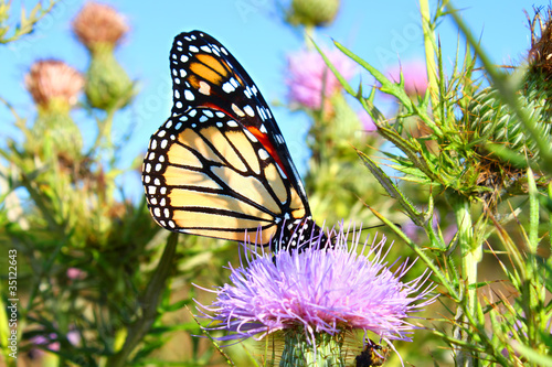 Monarch Butterfly (Danaus plexippus)