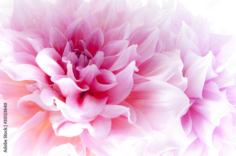 Dahlia