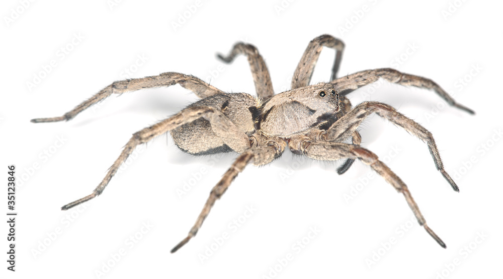 Wolf spider isolated on white background, macro photo Wolf spider isolated on white background, macro photo