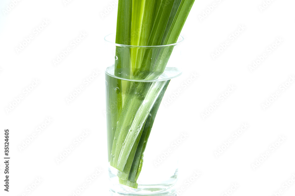 Fototapeta premium stalks