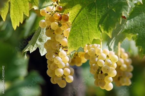 White grapes