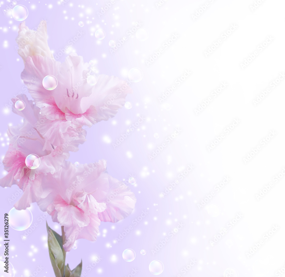 Gladiolus Gladiolus
