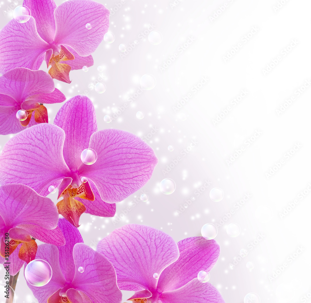 Fototapeta premium Orchid and bubbles