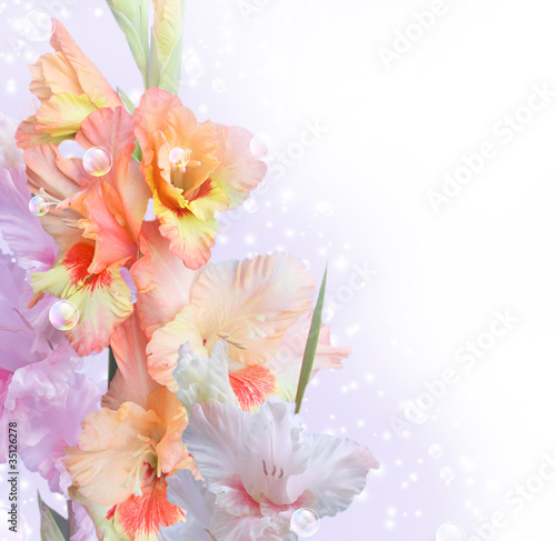 Gladiolus © Marisha