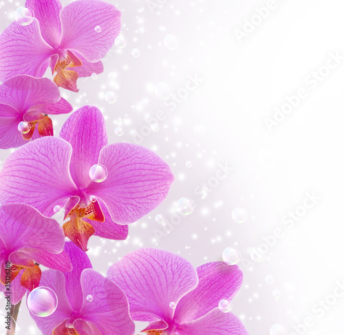 Orchid and bubbles