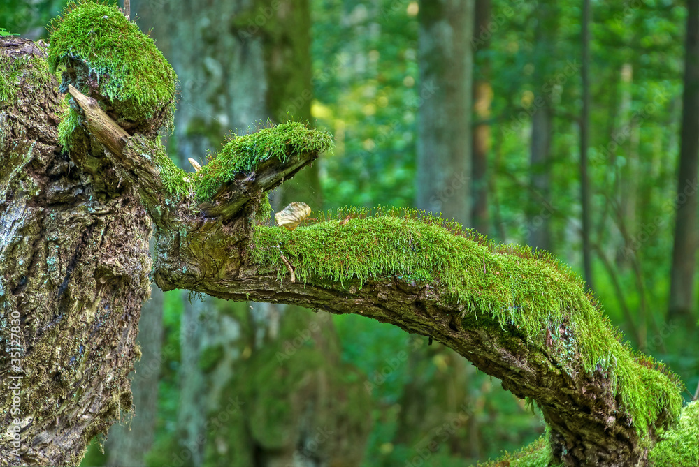 old forest old forest