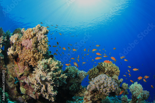 Fototapeta Naklejka Na Ścianę i Meble -  Underwater Coral Reef in Sunlight
