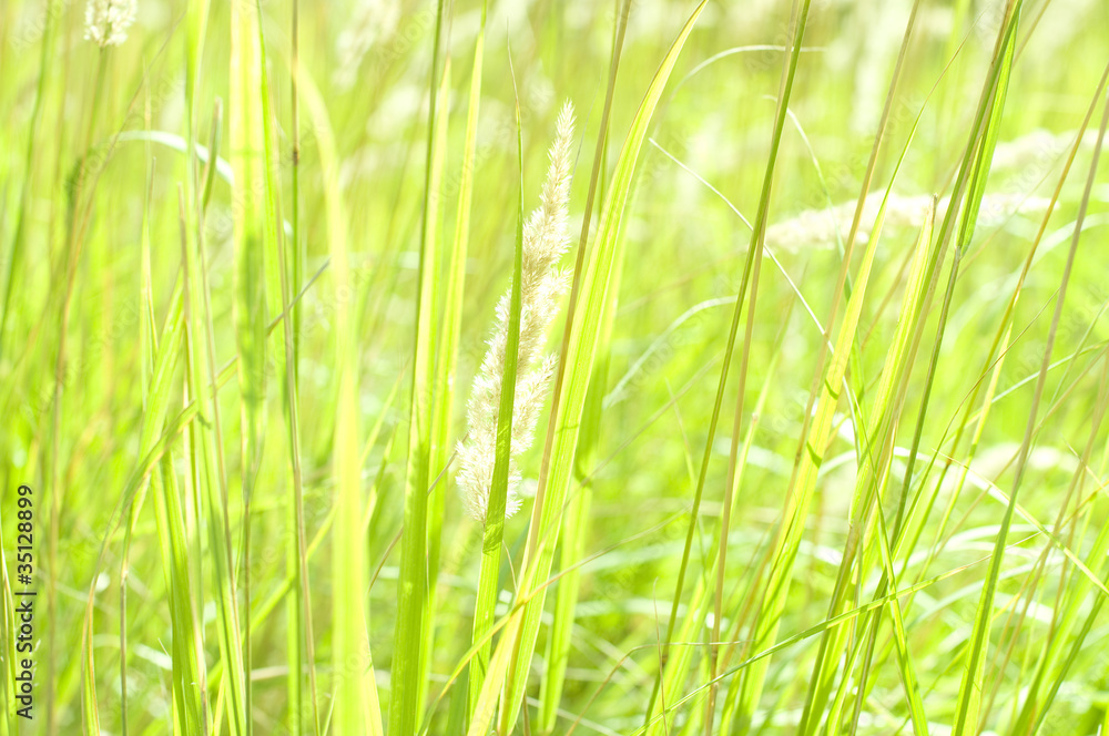 blades of green grass, sunny day blades of green grass, sunny day