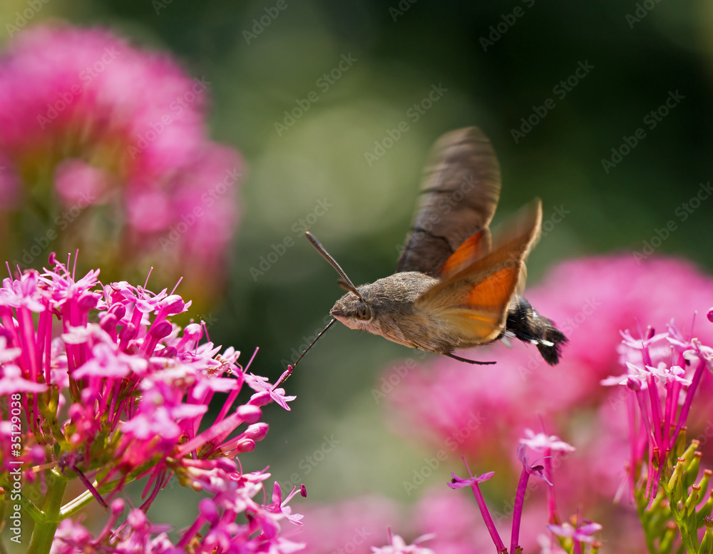 Hummingbird Hawk-moth Hummingbird Hawk-moth