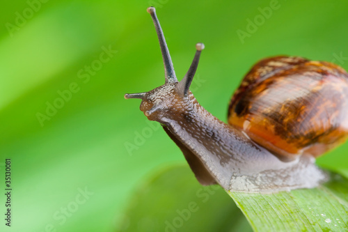 Close-up of a snail sitting on the leaf