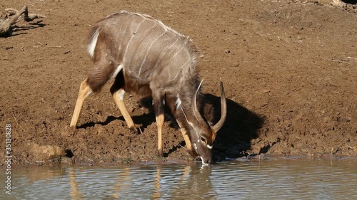 Male Nyala antelope drinking water, Mkuze, South Africa