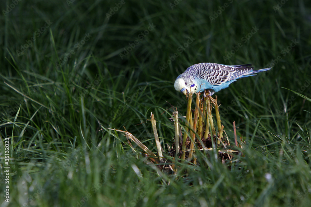 Fototapeta premium Blauer Wellensittich im Gras