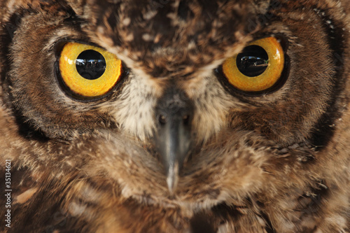 Owl portrait © erllre