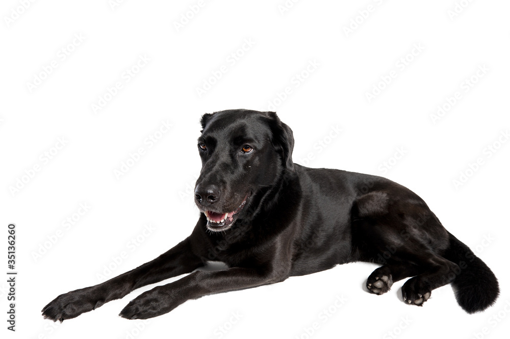 schwarzer Hund liegend