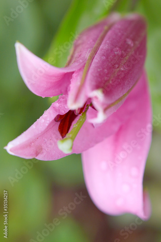 pink lily