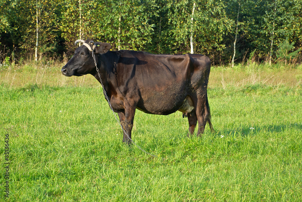 cow pasture