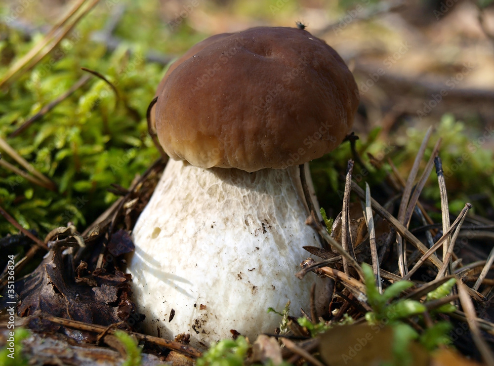 Boletus edulis Boletus edulis