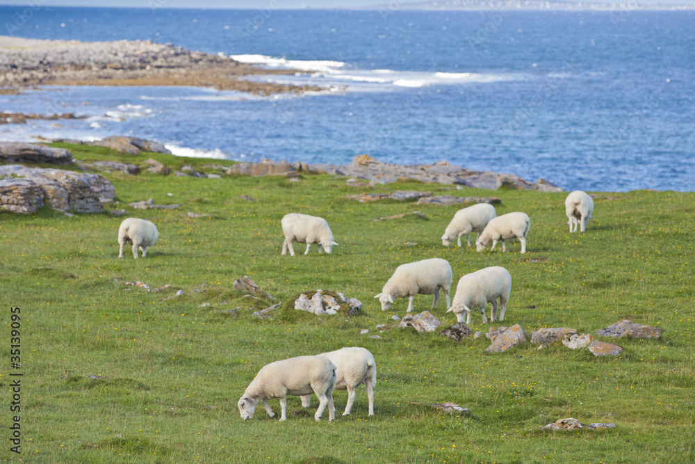 Obraz premium Sheep on Irish Coastline
