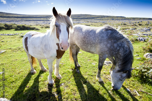 Fototapeta Naklejka Na Ścianę i Meble -  Connemara Pony