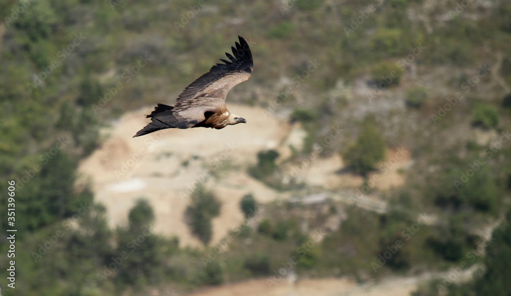 Obraz premium vautour fauve