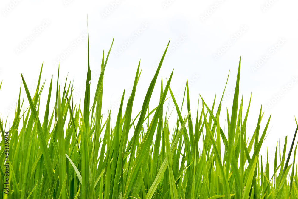 fresh spring green grass Isolated fresh spring green grass Isolated