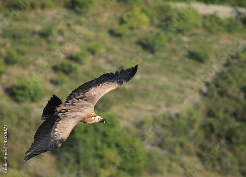 vautour fauve en vol © Arnaud LATHUILLE