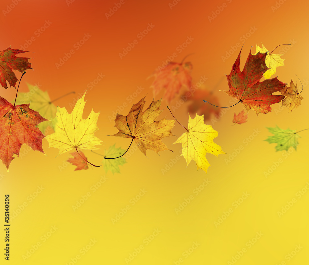 Autumn Autumn