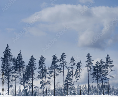Pine rees in winter