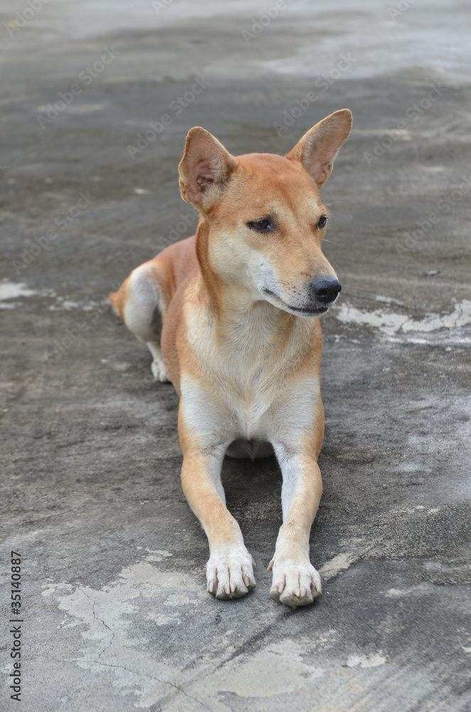native thai dog native thai dog