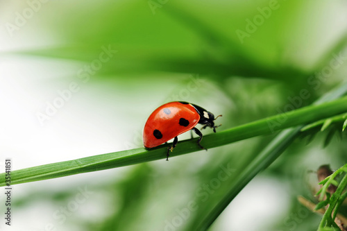 Ladybug on grass © Denis Tabler