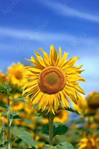 Girasol sunflower