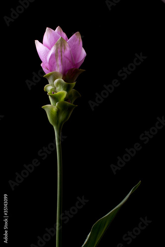 Curcuma