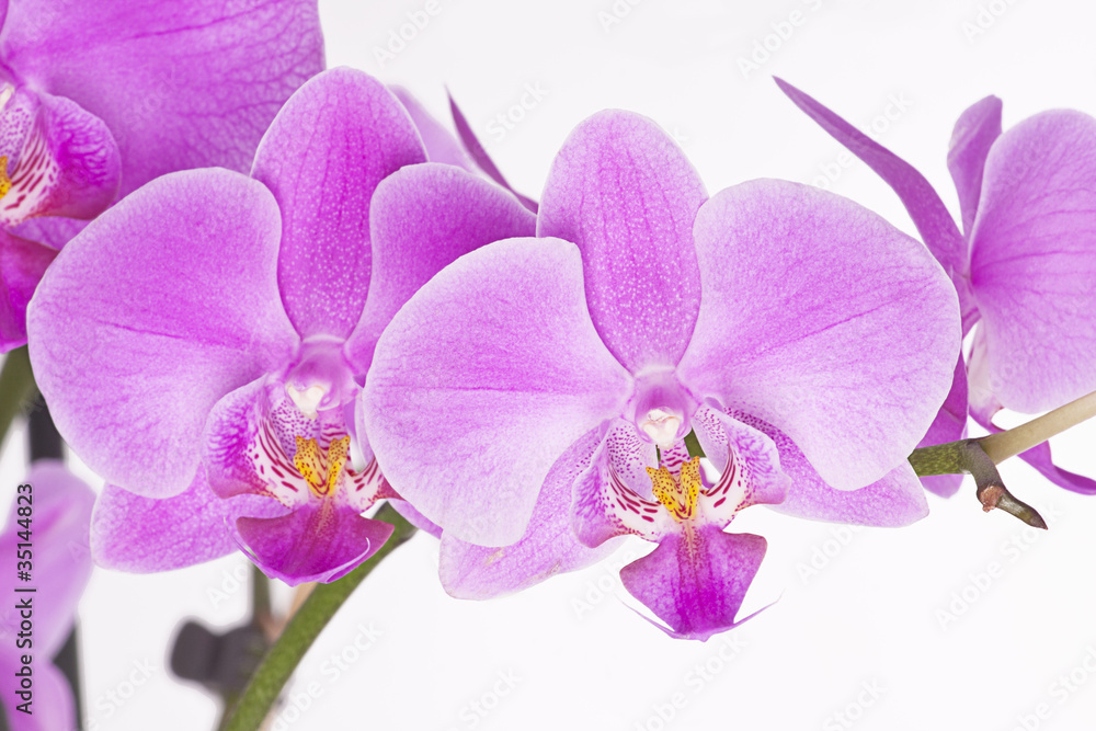 orchids orchids