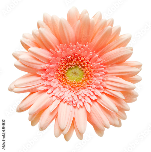 gerber flower isolated on white background © sergio37_120
