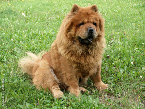 Chow chow dog in the grass