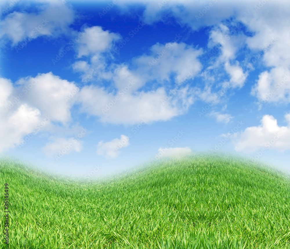 background with grass and sky