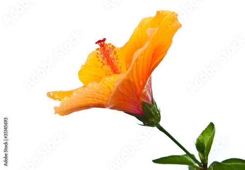 Hibiscus,Tropical flower isolate on white background.