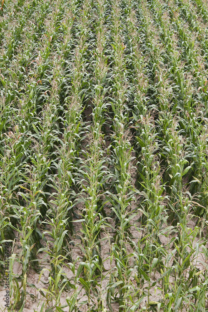 field of corn field of corn