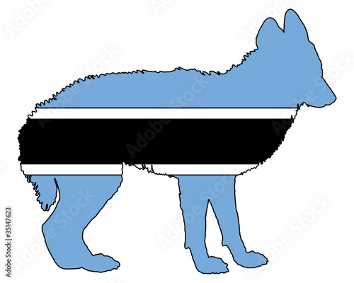 Schakal aus Botswana