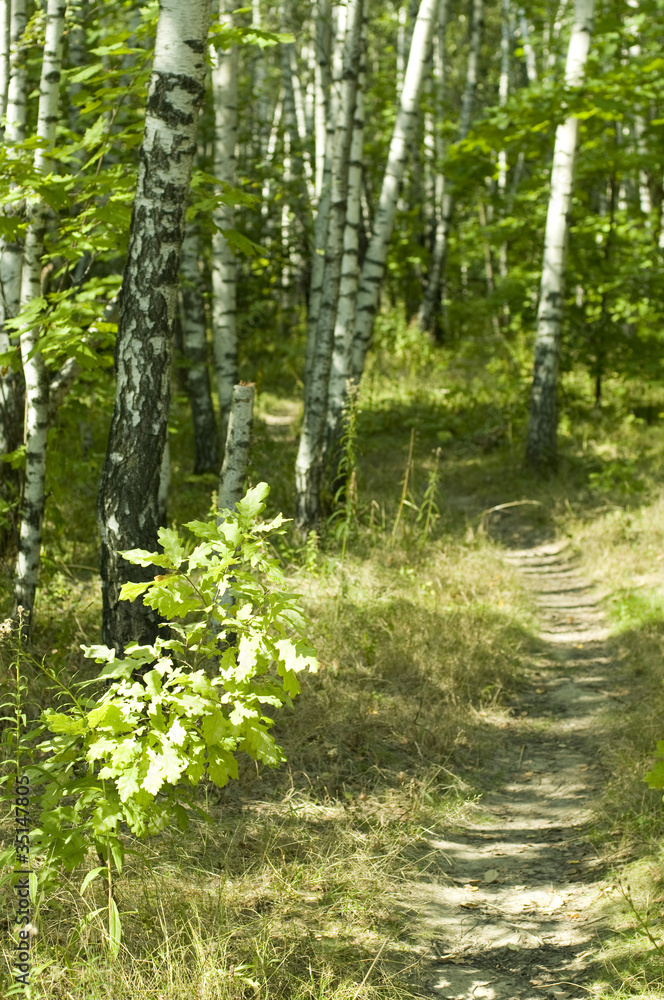 Obraz premium tiny path in the forest, summer