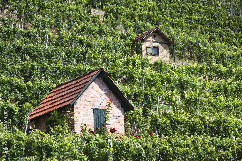 Weinberg Bad Cannstatt Weinberg Bad Cannstatt