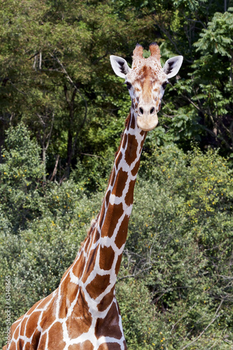 Giraffe, tallest animal