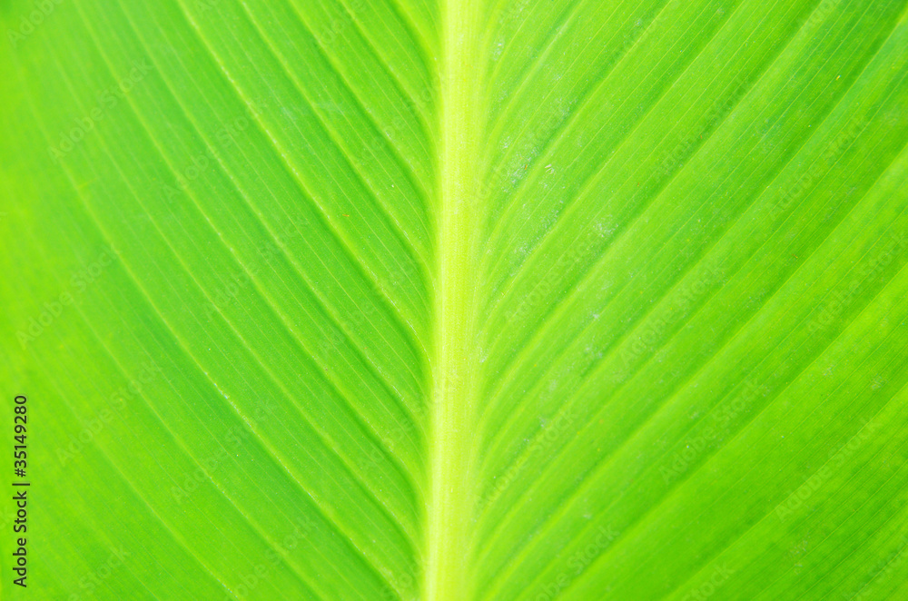 leaf leaf