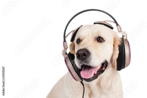 dog golden retriever in the headphones © Natalia Chircova