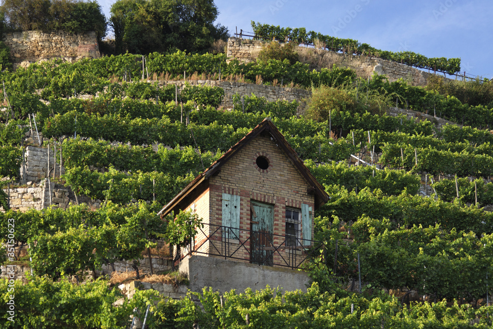 Weinberg Bad Cannstatt Weinberg Bad Cannstatt